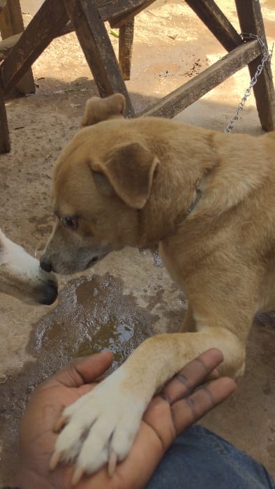 The image depicts an outdoor scene in Moshi, Tanzania. A human hand, dark-skinned and wearing blue denim trousers, is shown in the lower foreground, holding the white-tipped right front paw of a tan-furred dog. The dog, positioned centrally, has its head turned left, engaging in nose-to-nose contact with the partially visible muzzle of a second, lighter-colored dog. A faint collar or harness is visible around the tan dog's neck. Beneath the dogs' heads, an irregular puddle of liquid is present on the light brown, uneven ground surface, which appears to be dirt or concrete. In the blurred background, wooden structural elements, consistent with furniture, are visible, with a metal chain secured to one such element on the right. The scene is illuminated by natural light.