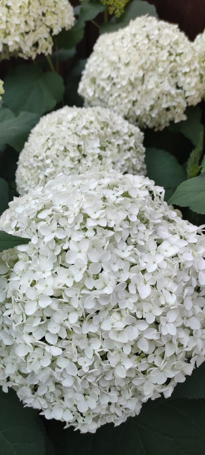 A close-up, vertical, medium-shot photograph displays three large, round clusters of white hydrangeas. The flower in the foreground is in sharp focus, revealing intricate details of its numerous small, delicate petals. Behind it, two other hydrangea clusters are visible, one slightly blurred and the other out of focus, creating a layered effect. Dark green leaves serve as a backdrop, partially obscuring the stems and suggesting a lush, natural setting. The lighting is soft, highlighting the texture and luminosity of the white blooms. There are no people or animals present in the image. The scene is devoid of any urban elements, suggesting a garden or natural landscape. The location of Supsekh, Russia, cannot be determined from the visual information provided.