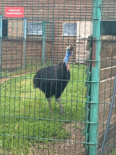 An adult southern cassowary stands on a patch of grass within a fenced enclosure. The bird is predominantly black with iridescent blue neck and red wattles. The enclosure features a wooden fence in the background and a green metal fence in the foreground. A red sign with white Cyrillic lettering is attached to the wooden fence, reading "ГОДУВАТИ ЗАБОРОНЕНО!", which translates to "FEEDING IS FORBIDDEN!". The scene is located in the city of Zaliznychne, Ukraine.