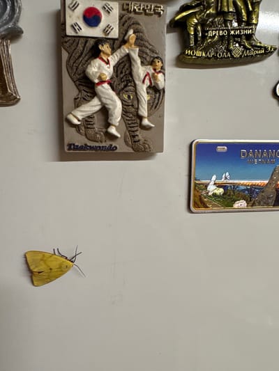 The image shows a close-up view of a white refrigerator door. Affixed to the door are several refrigerator magnets. On the left, there is a magnet depicting a Taekwondo scene with two figures in martial arts uniforms in action, a Korean flag, and the word "Taekwondo" below. To the right of the Taekwondo magnet is a metallic ornament with Russian text, appearing to be a sculpture of figures. Further to the right is a rectangular magnet featuring a scene of the Dragon Bridge in Da Nang, Vietnam. In the lower left quadrant of the image, a small yellow moth is resting on the refrigerator door. The background is a plain white surface, consistent with a refrigerator door. There is no visible indication of the city of Chuguyevka, Russia, in the image.
