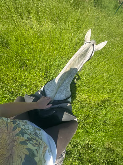 An overhead perspective shows a person on a speckled grey horse in a grassy field. The horse's head and neck are visible, with the ears pointing upward. The rider's legs, covered in dark leggings, flank the horse's saddle. A hand rests on the front of the saddle. The rider is wearing a patterned t-shirt. The location appears to be Estaimpuis, Belgium, based on visual context cues of cultivated fields and landscape.