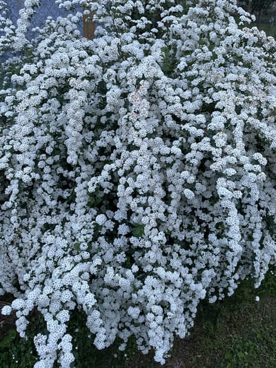 The image depicts a dense shrub covered in small, white flowers. The plant appears to be in full bloom, with the white blossoms obscuring much of the green foliage beneath. To the right of the flowers are dark green weeds. To the left of the shrubbery is a gray fence. There are no people present in the frame. The location is not specified, nor is there any information indicating the city of Lehchevo, Bulgaria.