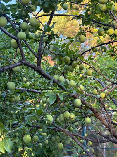 The image depicts a close-up view of a plum tree laden with unripe, green plums. The plums are clustered on branches, surrounded by lush green leaves. The branches of the tree are gnarled and dark, contrasting with the lighter green of the fruit and foliage. The background is softly blurred, suggesting dappled sunlight filtering through the leaves, creating a warm and natural ambiance. The scene appears to be set outdoors, likely in a garden or orchard, given the presence of the fruit-bearing tree. The lighting suggests it is daytime, possibly late afternoon or early evening, as indicated by the warm, diffused light. There is no visible text in the image. The overall impression is one of natural abundance and growth. The location context of Obukhivka, Ukraine, suggests a temperate climate where such fruit trees are common. The image evokes a sense of calm and a connection to nature.