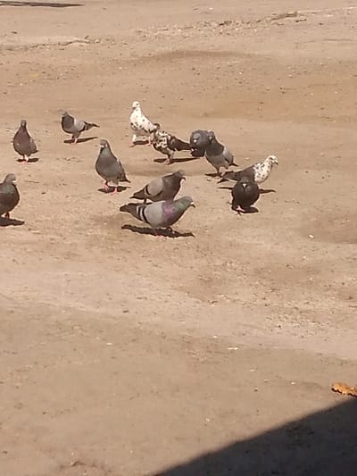 The image shows a group of pigeons in Parroquia Guatire, Venezuela. The pigeons are standing on a sandy surface. There are at least 12 pigeons in view, some are gray and others are white and speckled. The background is blurry, but appears to be an open area.