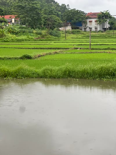 The image shows a landscape in Tân Thanh Commune, Vietnam, with a body of water in the foreground and terraced rice fields in the middle ground. In the background, there are trees and buildings, including a white house with a red roof. The sky is overcast, and there are raindrops visible on the surface of the water, indicating it is raining. The rice fields are lush and green, with some areas of taller grass and small white flowers along the edges. There are wooden posts scattered throughout the rice fields, likely marking the boundaries of the terraces or serving some agricultural purpose. The overall scene depicts a rural setting in Vietnam, characterized by its agricultural landscape and the natural element of rain.