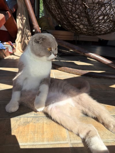 An outdoor, eye-level, medium shot captures a light-colored Scottish Fold cat with grey patches sitting on a tiled floor in the city of Uhornyky, Ukraine. The cat is positioned in the center of the frame, facing to the right with its head slightly tilted. Its fur is predominantly white with distinct grey markings on its head and back. The cat's ears are folded, a characteristic of the breed, and its eyes are a bright amber color. Sunlight casts distinct shadows across the tiled floor, indicating it is daytime. In the background, elements of outdoor furniture, possibly a chair or swing, are visible, along with some hanging fabric. The scene suggests a relaxed, domestic setting in an outdoor space.