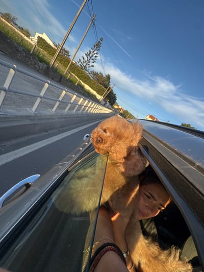 A tan poodle is sticking its head out the window of a gray car, and being hugged by a woman inside the vehicle. The car is traveling on a road alongside a pedestrian walkway with a metal railing. In the background are houses and trees under a blue sky with wispy clouds. The photograph appears to be taken on a road in Vila Nova de Gaia, Portugal.