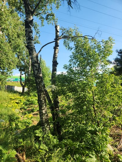 This media file depicts a daytime scene in Yudino, Russia, under a clear blue sky, suggesting fair weather. The image focuses on a line of birch trees with their distinctive white and black bark, some of which appear to be leaning or broken. Power lines are visible in the background, stretching across the sky, hinting at the proximity of infrastructure. The trees are surrounded by lush green foliage, with dense undergrowth and some larger-leafed plants characteristic of a natural or semi-natural setting. In the distance, a building with green and white signage is partially visible, possibly indicating a commercial or industrial area adjacent to the natural landscape. The overall impression is one of a natural environment that is intersecting with human development. No people or specific activities are evident. The time of day is clearly daytime due to the bright sunlight and clear sky. The location cues of birch trees and the specific mention of Yudino, Russia, help to ground the scene geographically.