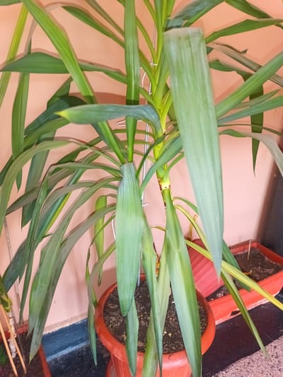 A potted yucca plant stands indoors against a peach-colored wall. The plant has long, green, bladed leaves. Some are upright, and others droop. The plant's pot is reddish-brown, and dark soil is visible at the top. A smaller, rectangular red planter with soil is visible to the right of the yucca plant. Thin, white supports can be seen holding up some of the plant stems. The floor appears to be dark and partially covered by a patterned surface. The image was taken in the city of Karnobat, Bulgaria.
