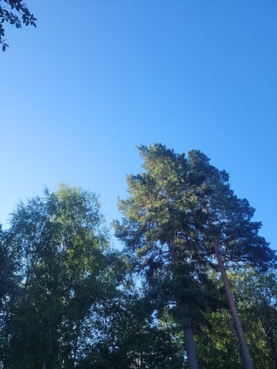 The image captures a serene natural scene in Gävle, Sweden, with a clear blue sky dominating the upper portion of the frame. Lush green trees, including tall pine trees and a lighter-foliaged tree that appears to be a birch, fill the lower half of the image. The sunlight filters through the leaves, creating a dappled effect. In the far upper left corner, a dark silhouette of tree branches with leaves is visible against the sky. The overall atmosphere is tranquil and suggests a peaceful outdoor setting within or on the outskirts of Gävle.
