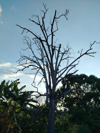 A photograph taken in Los Leoncitos, Venezuela, captures a stark, skeletal tree dominating the frame against a partly cloudy sky. The tree's bare branches reach upward, contrasting with the surrounding foliage, including banana trees on the left and dense green trees on the right. The light suggests it is either dawn or dusk. There are no visible people or signs of human activity beyond the presence of the trees.