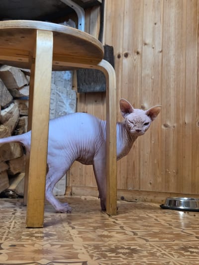 A bald cat is standing near a wooden table in a room with wooden walls and a patterned floor. The cat has wrinkled skin and large ears. To the left of the cat, a stack of firewood is visible. A metal bowl is on the floor to the right of the cat. The image appears to be taken in a rustic or outdoor setting, possibly a dacha or a shed, in the city of Voskhod SNT (Frolovo), Russia.