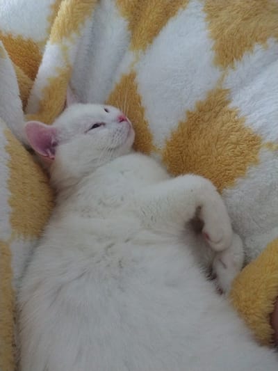 A white cat lies on its back on a white and yellow striped blanket. The cat's head is turned to the left, and one paw is raised. The image appears to be taken indoors, likely in a home. The location in the city of Crauthem, Luxembourg is not discernible from the image.