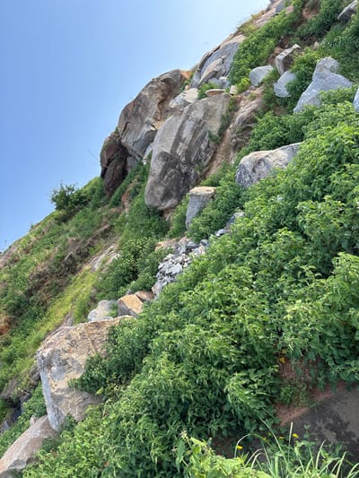 The image depicts a rocky hillside covered in lush green vegetation, under a clear blue sky. The scene is dominated by large, grey boulders and rocks interspersed with dense clusters of green plants and grasses. The vegetation appears healthy and vibrant, indicating favorable growing conditions.
The orientation of the image is such that the viewer is looking up a steep incline. The rocks are varied in size and texture, some smooth and worn by time, others more jagged and rough. The greenery spills over the rocks and carpets the ground in many areas, creating a natural and untamed landscape.
The lighting suggests it is daytime, likely morning or afternoon, with the sun casting shadows on the rocks and highlighting the texture of the leaves. The sky is a bright, uniform blue, with no visible clouds, implying fair weather.
No people or man-made objects are clearly visible, suggesting a natural or remote setting. The overall impression is one of natural beauty and a thriving ecosystem. The location context of Bwari, Nigeria, places this scene in a region known for its varied topography, which can include rocky outcrops and abundant vegetation.