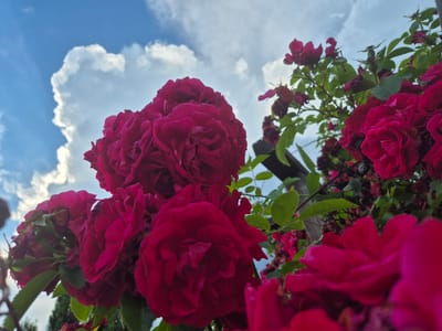 The image depicts a close-up view of deep pink roses with lush green foliage against a backdrop of a cloudy blue sky. The perspective is from below, looking up at the roses. The flowers are in various stages of bloom, with some fully open and others appearing as buds or fading blossoms. A wooden structure, possibly a fence or trellis, is partially visible behind the roses. The sky is dominated by a large, billowy white cloud. The overall impression is one of natural beauty and a vibrant summer day.

There is no information in the image to suggest a specific location within the city of Rzeszów, Poland. The scene is a generic outdoor setting that could be found in many locations with blooming rose bushes.