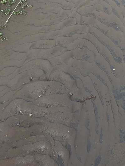 This media file shows a close-up, overhead view of wet sand with distinct ripple patterns formed by water flow. The sand is a dark, muted gray and appears to be at a low tide, possibly on a beach or riverbed. The ripple formations are irregular and wavy, creating a textured surface with raised ridges and lower channels. Scattered throughout the sand are small pebbles, shells, and some organic debris, including a thin, reddish-brown twig or piece of plant matter. In the lower left corner of the image, a few sprigs of green, low-lying vegetation are visible, along with a thin, light-colored stick or reed. The lighting suggests it could be daytime, but the overcast conditions are not clearly discernible. The overall impression is one of a natural, undisturbed environment. There is no visible text in the image.