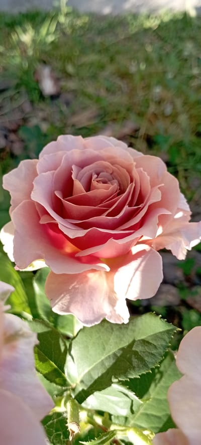 A close-up, vertical shot focuses on a single, delicate pink rose in full bloom. The rose, positioned slightly off-center to the right, displays a multitude of tightly layered petals, with a gradient of color ranging from a pale, almost white pink on the outer edges to a deeper, more saturated pink and hints of crimson at its core. Sunlight casts soft shadows and highlights across the petals, emphasizing their velvety texture and curved forms.

Below the rose, vibrant green leaves, some with serrated edges, are visible. The foreground is dominated by the rose and its foliage, while the background is a soft blur of green grass and hints of brown soil, suggesting an outdoor garden setting. The overall impression is one of natural beauty and tranquility, illuminated by gentle sunlight. The provided location of Radisne, Ukraine, places this scene within a specific geographical context, though no distinct landmarks are visible in the image to further pinpoint its exact location within the city.