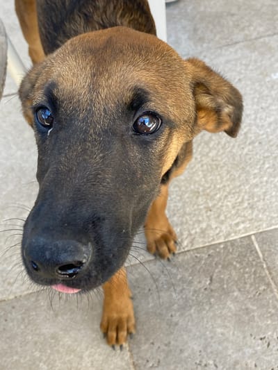A close-up, high-angle shot shows a young brown dog with black facial markings looking directly at the camera. The dog's tongue is slightly sticking out. The dog is standing on a light-colored tiled surface. The background is out of focus but appears to be an outdoor setting. There is no indication of the specific location in Petrovac centar, Montenegro.