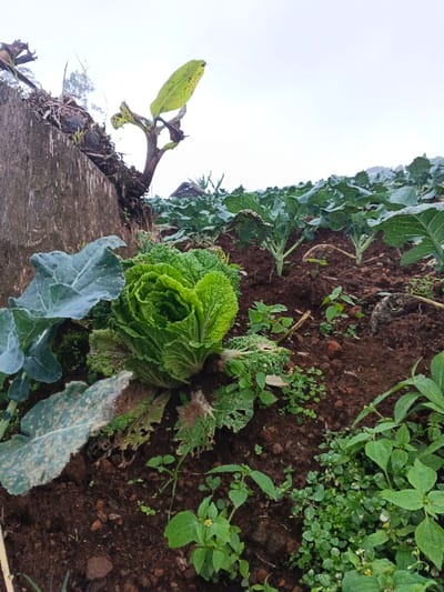 The image depicts a cultivated agricultural field, likely on a hillside, under an overcast sky in Pinnwe, Myanmar (Burma). In the foreground, a large, vibrant green Napa cabbage (Brassica rapa subsp. pekinensis) is centrally positioned, exhibiting crinkled leaves, with some outer leaves showing minor damage or discoloration. To its immediate left, partially visible, are larger, rounder leaves of another green plant, possibly broccoli or a different type of cabbage. The soil is dark brown earth. A weathered, dark brown wooden post or tree stump is visible on the far left, with a small plant sprouting from its top. Rows of young, uniform green plants, consistent with broccoli or cabbage, extend into the midground and background, planted in the dark soil. Various smaller green weeds and ground cover plants are interspersed among the cultivated crops and in the lower foreground. In the far background, a portion of a thatched roof structure is faintly visible through the vegetation, suggesting a human-made dwelling or shelter. No individuals are present in the frame. The scene indicates active agricultural cultivation.