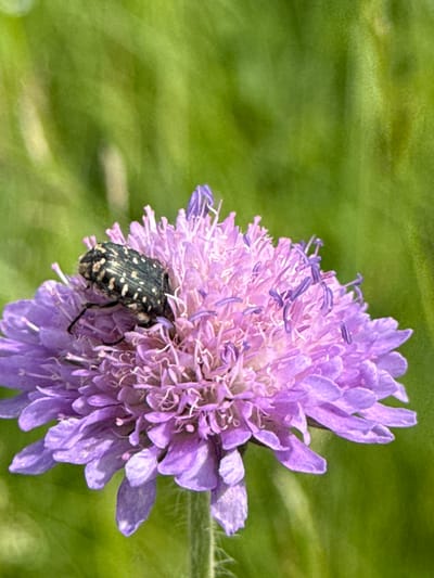 A close-up shot focuses on a dark, spotted beetle perched on a vibrant purple flower with delicate, fringe-like petals. The flower's center is a cluster of fine filaments, some tipped with a purplish hue, while the outer petals are broader and a lighter lavender. The background is a soft blur of lush green foliage, suggesting a natural, outdoor setting. The image does not contain any identifiable landmarks or elements that would specifically place it within the city of Калинино, Russia.