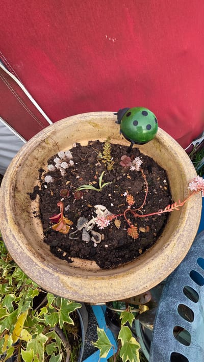An overhead shot captures a planter with succulents and a decorative ladybug. The planter, a wide, shallow ceramic pot with a yellowish-beige glaze, contains dark soil dotted with various small succulent plants, some with reddish-pink leaves and tiny white flowers, others with green and reddish-brown foliage. A green, spherical decorative ladybug with black spots is positioned on the rim of the planter, its black legs and antennae visible.
The planter is situated outdoors, with a red fabric awning or umbrella in the background. Below the planter, the edge of a blue metal garden chair with an oval pattern is visible, along with some green ivy plants growing in another pot to the left. The scene appears to be a garden or patio area. The precise location within Weston-super-Mare, United Kingdom, cannot be determined from the image alone. There are no people visible in the frame.
