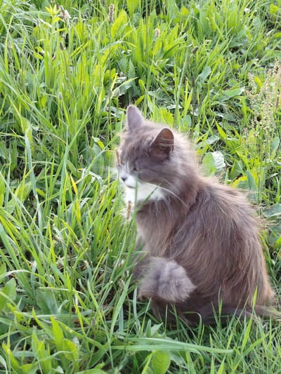In a grassy field, a long-haired gray cat with white markings on its face sits amidst lush green foliage. The cat is facing to the left, with its head slightly tilted and ears perked. Its right paw is raised, resting on the grass. The background consists of dense green grass and some weeds, suggesting a natural outdoor environment. The lighting indicates it is daytime, with sunlight illuminating the scene. The location is identified as a rural area near Kryvaselski rural council in Belarus.