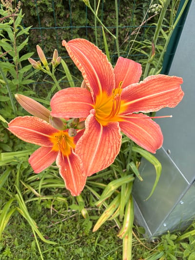 This media file shows a close-up view of two vibrant orange daylily flowers in bloom, with several buds also visible. The flowers are detailed, showcasing their ruffled petals with yellow centers and delicate veining. They are surrounded by lush green foliage and grass, suggesting a garden or natural outdoor setting. In the background, a portion of a metallic, angled structure is visible, possibly a utility box or part of a fence. A green mesh fence can be seen in the lower left portion of the image. The lighting suggests it is daytime, with soft shadows indicating it is likely not midday. There is no visible text in the image. The scene is peaceful and natural, highlighting the beauty of the blooming flowers. The location is Tēraudi, Latvia.