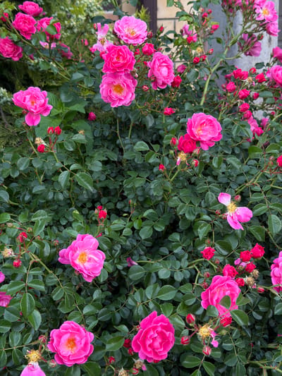 The image presents a vibrant close-up of a flowering bush, likely a variety of rose, set in Rossiyskiy, Russia. The dominant subjects are numerous bright pink flowers, displayed in various stages of bloom—from tightly closed buds and emerging blossoms to fully open flowers with visible yellow stamen centers. These striking pink blooms are densely intertwined with and surrounded by abundant, dark green foliage, characteristic of rose leaves with their serrated edges and distinct vein patterns. Thorny stems are also discernible throughout the dense growth.
The composition fills the frame, creating an immersive view of the plant's beauty. The lighting is natural and even, suggesting daytime conditions, possibly morning or late afternoon, as there are no harsh shadows. In the background, particularly visible in the upper left, a light-colored structure, possibly a brick or stone wall, provides a soft, out-of-focus backdrop. Other areas of the background reveal lighter green, blurred foliage, indicating the presence of other plants or distant garden elements.
There are no people, objects other than the plant itself, or specific activities taking place. The scene celebrates the natural beauty and lushness of the blooming flowers. No text is visible within the media file.