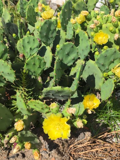 A close-up shot captures a prickly pear cactus with vibrant yellow flowers in Ribeira Grande, Portugal. The cactus pads are a lush green, dotted with sharp spines. Several bright yellow blossoms are in full bloom, their petals delicate and ruffled. Some pads also show developing green fruit. The ground beneath the cactus is a mix of dry soil, small stones, and dried grass. The scene is illuminated by natural sunlight, casting shadows across the plant and the surrounding earth.