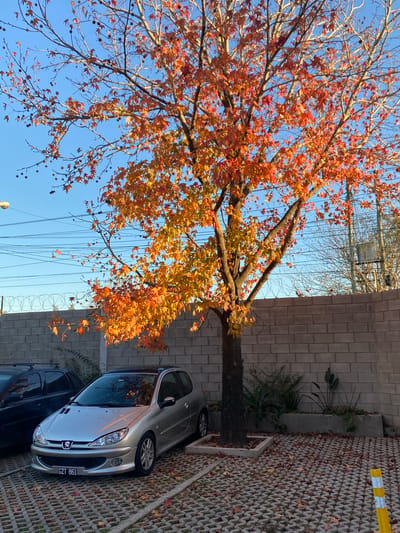 The image shows a tree with orange and yellow leaves next to a light gray building made of rectangular blocks, probably a wall. A silver car is parked directly in front of the wall, with its license plate visible. A portion of a darker car is visible behind the silver car. The ground is covered in geometric concrete pavers and scattered fallen leaves. The sky is clear and blue. The image seems to be taken in the city of El Talar, Argentina.