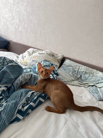A young, auburn-colored cat with large ears is lying on a bed covered with patterned linens. The cat is positioned in the center of the frame, looking directly at the camera. The bed appears to be in a bedroom, with a wall covered in textured wallpaper visible in the background. The overall scene is one of domestic comfort. No specific location in Stary Oskol, Russia, can be determined from the image.