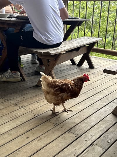 The image depicts an outdoor scene on a weathered wooden deck in Quimbaya, Colombia. A light brown chicken, featuring a prominent red comb and wattle, walks on the deck surface, moving from the left foreground towards the right. In the midground, a rustic wooden picnic table with attached benches is occupied by at least two individuals. One person is seated with their back partially to the viewer, wearing a white short-sleeved shirt, black athletic pants with a white Nike logo visible on the left thigh, and light-colored athletic shoes. The lower legs and feet of a second person are visible under the table, also wearing light-colored shoes. Plates and cutlery are present on the table, suggesting a meal is in progress. A dark, slender metal railing runs horizontally behind the table, separating the deck from a dense natural background of green trees and foliage, indicative of an elevated or rural setting. The environment is illuminated by natural light, casting subtle shadows on the wooden planks.