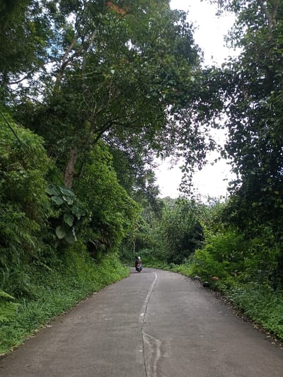 The image captures a concrete or asphalt road in Ariyalai, Sri Lanka, curving gently to the right. A faded white continuous line marks the center of the road. Dense, lush green tropical vegetation, including large-leafed plants and ferns, borders both sides of the roadway, forming a heavy canopy overhead that partially obscures the bright, overcast sky. Overhead electrical wires are visible on the left side, running parallel to the road. A single individual, wearing a light-colored helmet and dark clothing, is observed riding a dark-colored scooter or moped away from the viewer, positioned centrally on the road as it bends.