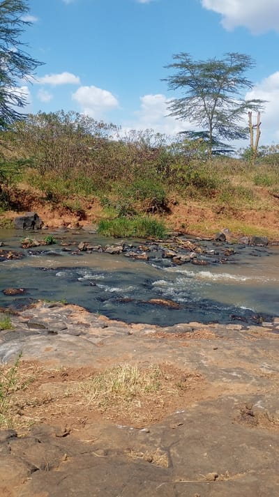The image displays a vibrant natural landscape, characterized by a shallow river or stream flowing through a rugged environment under a clear blue sky.

In the foreground, a substantial area of dark, relatively flat rock and reddish-brown soil dominates the lower portion of the frame. Patches of dry, yellowish-green grass are scattered across the soil, suggesting a dry or semi-arid climate. The rocky surface appears uneven and worn, possibly forming part of the riverbank.

Moving towards the midground, a river or stream stretches horizontally across the image. Its water exhibits a brownish-blue hue, possibly due to sediment, and shows areas of churning white rapids where it flows over and around numerous dark rocks protruding from the water. On the left side of the river, a large dark boulder sits near the bank, surrounded by some green vegetation.

Beyond the river, the bank rises steeply, revealing a reddish-brown earthen cliff. This bank is densely covered with a variety of green and brown shrubs and small trees, forming a thick line of vegetation that extends across the width of the image. The foliage appears somewhat sparse in places, revealing glimpses of the underlying soil.

In the background, the scene opens up to a bright blue sky dotted with scattered, fluffy white cumulus clouds. On the far left and right edges of the frame, parts of the dark green foliage of tall trees are visible, framing the sky. Towards the center-right, a prominent tree with a distinctive flat-topped canopy and slender branches stands against the sky, characteristic of an acacia species. Next to it, a bare or dead tree trunk stands vertically.

The overall impression is one of a sunny day in a wild or semi-wild natural setting. The bright light suggests it is daytime, likely late morning or early afternoon. There are no people or specific activities depicted; the scene is a tranquil natural vista. No text is visible in the image.