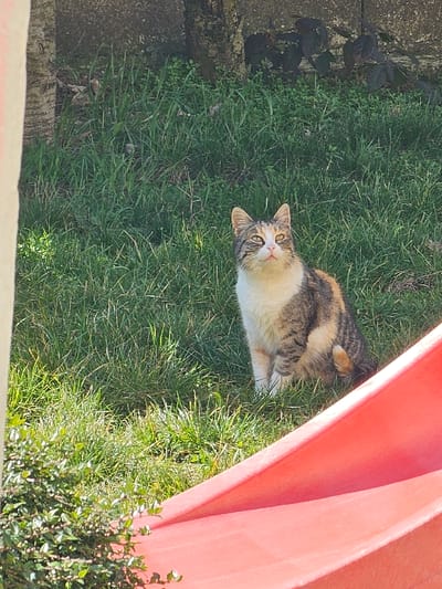 This image depicts an outdoor scene in Donchevo, Bulgaria. A domestic cat, exhibiting a calico-tabby pattern with brown, white, and orange/cream fur, is seated upright in a patch of green grass. The cat faces slightly to the right of the frame, with its head tilted upward, and its ears are erect. Its muzzle is predominantly white, and its eyes appear yellowish. Behind the cat, the background consists of more green grass, the base of at least one tree trunk, and a grey concrete structure or wall. Darker foliage is visible near the concrete. In the lower right foreground, a section of a bright red plastic children's slide is visible, curving upwards from the bottom edge of the frame. In the lower left foreground, green bushes with small leaves are present. The scene is illuminated by bright sunlight, casting distinct shadows.