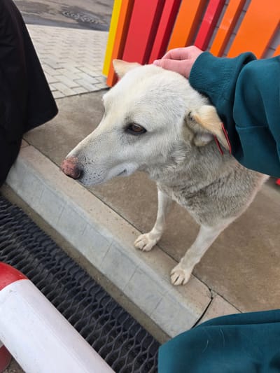 A medium-sized, light-colored dog with a long snout and brown eyes is being petted on the head by a person wearing a dark green hooded sweatshirt. The dog is standing on a paved surface next to a concrete curb. In the background, there are bright red and orange vertical beams. To the left of the dog, a black garment is visible. In the foreground, a red and white striped pole lies diagonally across the frame, with a black grate visible beneath it. The scene appears to be outdoors, possibly in a public area.