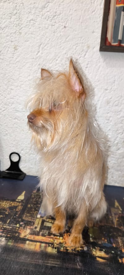 A small, light-brown, long-haired dog sits on a surface patterned with an aerial view of a city at night, in front of a white, textured wall. A black clip is located behind the dog on the left. A framed object is partially visible on the wall to the right. The dog is facing left, with its head held high. The location is assumed to be in Ripollet, Spain, based on prior context not included in the image.