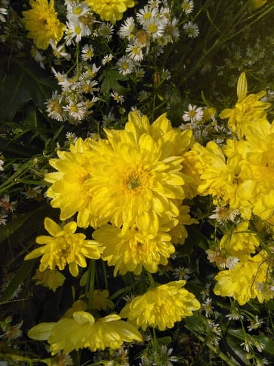 The image displays a close-up, top-down view of a dense cluster of flowers in Potočná, Czechia. Prominent are multiple vibrant yellow chrysanthemum blooms, characterized by their layered petals. Interspersed among these are numerous smaller, white daisy-like flowers, each featuring a white petal array surrounding a yellow center. Visible water droplets adhere to the petals and green leaves of all depicted flora. Dark green foliage provides a shadowed background, creating depth behind the brightly lit flowers. No individuals, animals, or artificial structures are discernible within the frame.
