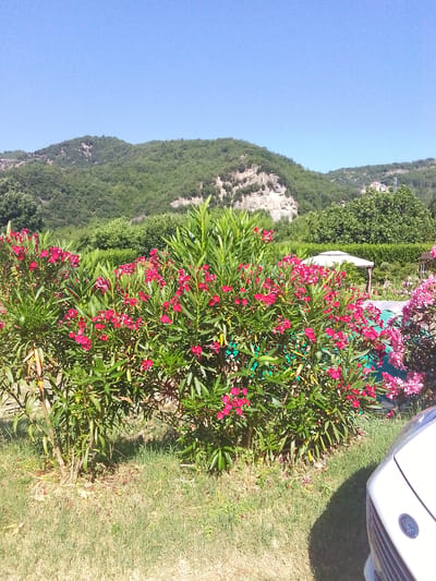 This is a medium shot image of a vibrant garden in Valle Castellana, Italy, on a bright, sunny day with a clear blue sky. In the foreground, a cluster of oleander bushes with bright pink flowers and lush green leaves dominates the scene. The bushes are positioned on a patch of dry, mowed grass, with some patches of greener grass and sparse vegetation. To the right, the hood of a white car is visible, casting a shadow on the grass.
In the mid-ground, behind the oleanders, are more manicured green bushes, forming a dense hedge. A white gazebo with a peaked roof stands further back, partially obscured by the foliage. Beyond the garden, rolling hills covered in dense green trees rise up, with a section of a rocky cliff face visible on one of the hills. In the distance, on another hillside, a few buildings can be seen nestled among the trees. The overall impression is one of a well-maintained outdoor space with a natural, hilly landscape as a backdrop.