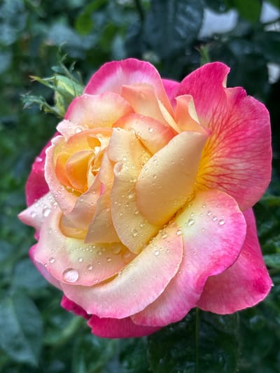 A close-up, slightly high-angle photograph shows a pink and yellow rose covered in raindrops. The rose is in full bloom, with outer petals a deep pink fading to a lighter pink with a yellow base. The inner petals are a softer, lighter yellow with a hint of orange in the center. Numerous water droplets of varying sizes are scattered across the rose petals, catching light and creating a sparkling effect. The background is out of focus, but appears to be green foliage, possibly from the rose bush itself or surrounding plants. There are no people visible in the image. The precise location within Kragujevac, Serbia, cannot be determined from the image alone.