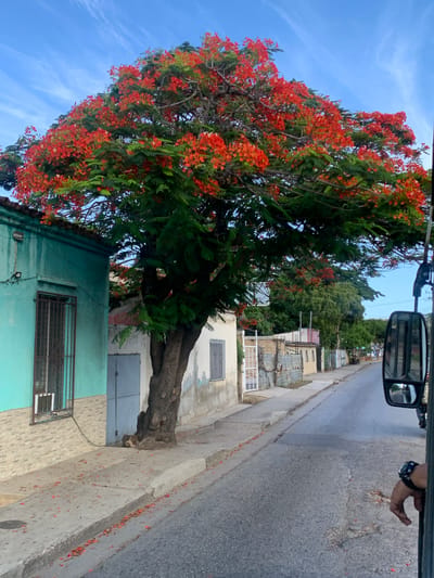 The image depicts a street scene in La Asuncion, Venezuela, characterized by a large tree with vibrant red flowers dominating the foreground. The tree's branches extend over a sidewalk, where scattered red petals are visible. To the left of the tree is a building painted in a light turquoise color, featuring a barred window and a gray door. Adjacent to this building is another structure with a lighter-colored facade and a gray door.
The street itself is paved with asphalt and appears to be a typical urban road. Beyond the immediate buildings, other houses and fences line the street, interspersed with more trees. The sky above is a clear blue with wispy white clouds. A portion of a vehicle, likely a bus given the side mirror visible on the right, is present in the frame, suggesting the photograph was taken from inside or next to this vehicle. A person's hand, wearing a watch, is visible resting on the edge of the vehicle. The overall impression is that of a residential street in a warm climate, with the flourishing tree adding a striking visual element.
