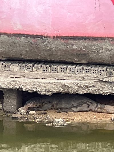 An iguana is shown resting on the muddy bank of a body of water, partially concealed by a concrete structure. The iguana is a dark grey color and is lying down with its head resting on its front legs. The body of water is a murky green color and appears to be a canal or river. The concrete structure above the iguana consists of several layers of rough, textured concrete, with a row of small, square holes visible in one section. Above the concrete structure, a band of bright pink material is visible, likely part of a building or boat. The scene appears to be in an urban or semi-urban environment.