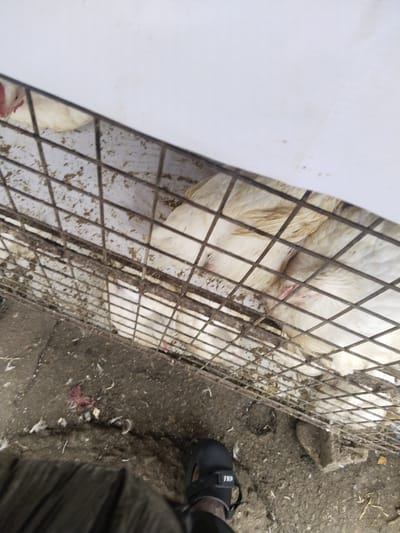 The image depicts a crowded and unsanitary environment, likely an informal live poultry market or holding area in Uyo, Nigeria. The primary subjects are several white chickens, possibly broiler chickens, confined within a dirty, metallic grid cage. Many chickens are visible, appearing to be tightly packed together. One close-up shows a chicken's underbelly with a noticeable reddish area, potentially an injury or a natural anatomical feature, amidst its feathers.
The cage itself is visibly soiled with dirt, feathers, and what appears to be poultry droppings. Below and around the cage, the ground is a mix of dirt and concrete, heavily littered with numerous white feathers, dirt, and some reddish, possibly organic, debris. In the lower left foreground, a person's leg and foot are visible. The person is wearing a black sandal or slide, which has the brand name "NIKE" clearly visible in white text on its strap.
Above the cage, a large white panel or surface partially obstructs the view of the background. The overall impression is one of confined animals in an unkempt and possibly commercial setting. There's no specific activity other than the chickens being held in the cage and the presence of the observer. The time of day and weather conditions are not discernible. The scene conveys a raw, unpolished glimpse into the conditions of animal handling in such environments.