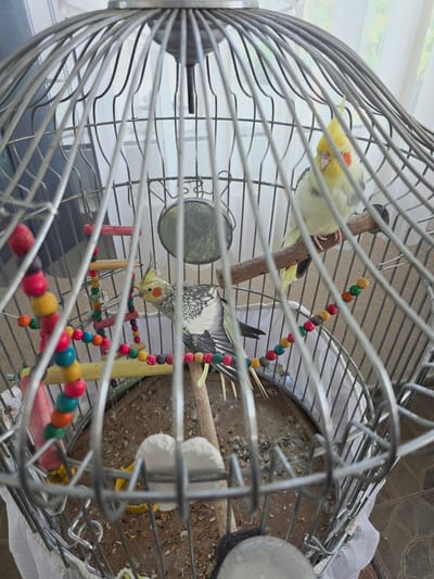 The image displays a birdcage containing two cockatiels. One cockatiel is light yellow with orange cheeks and a prominent crest, perched on a wooden dowel. The other cockatiel, positioned lower and to the left, is grey and white with a crest. The cage is made of silver metal bars and contains various toys, including a ladder-like structure with colorful wooden beads, and a small mirror hanging from the top. The floor of the cage is covered with birdseed and debris. Outside the cage, sheer white curtains are visible, suggesting an indoor setting with natural light. The image does not contain any information that would allow for the identification of the city of Balchik, Bulgaria.