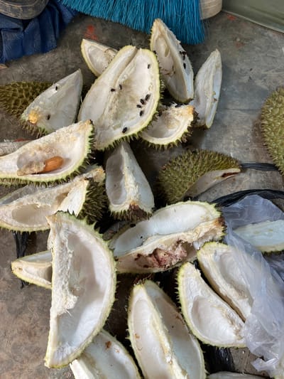 The image shows durian husks and some durian flesh scattered on a concrete surface. The husks are the spiky outer shells of the durian fruit, and they are mostly empty, with some remnants of the flesh visible inside. There are also several flies on the husks and flesh, indicating the fruit is decaying. In the background, there is a blue broom and a blue tarp. The scene appears to be an outdoor area, possibly a market or a street in Benuaraja, Indonesia, given the presence of durian, a fruit native to Southeast Asia and popular in Indonesia. The overall impression is one of waste and decay, with the flies suggesting a lack of sanitation.
