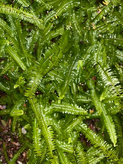 The scene presents a dense, overhead view of numerous green ferns, located in Yanqiao, China. The individual fronds are elongated, pinnately compound, and uniformly covered with small, reflective water droplets, indicating a wet surface. The color saturation of the foliage is a consistent vibrant green. Underlying the dense fern growth, dark, indistinct patches of moist soil or organic matter are visible. No individuals, animals, or manufactured objects are present within the frame.