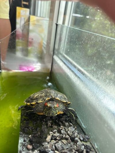 A close-up shot captures a Red-Eared Slider turtle in an aquarium. The turtle is positioned on a rocky platform at the edge of a bright green body of water, with its front legs extending into the water. Its shell is intricately patterned with green, yellow, and black markings, and its face features distinctive red markings around its eyes. The background shows a blurry reflection of a person wearing a yellow shirt and dark clothing, along with two yellow boxes featuring images of wine glasses and flowers. The aquarium glass is visible, with some water spots and a crack. The environment appears to be indoors, possibly in a home setting.