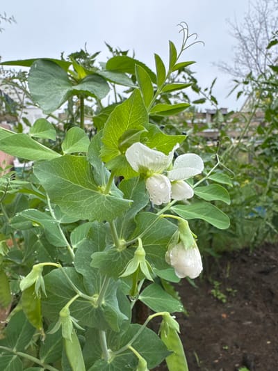 The image depicts a close-up view of a pea plant with white flowers and developing pods, set in what appears to be a garden or agricultural setting. The plant is lush with green leaves and tendrils. Several white pea flowers are visible, some with dew or raindrops clinging to their petals. Young pea pods, still green and elongated, are also present on the plant. The background is a blur of greenery and a hint of a fence or trellis, suggesting an outdoor environment. The ground beneath the plant appears to be dark soil. The lighting suggests an overcast day. The location is specified as Мичуринское, Russia. There are no people or animals visible in the image.