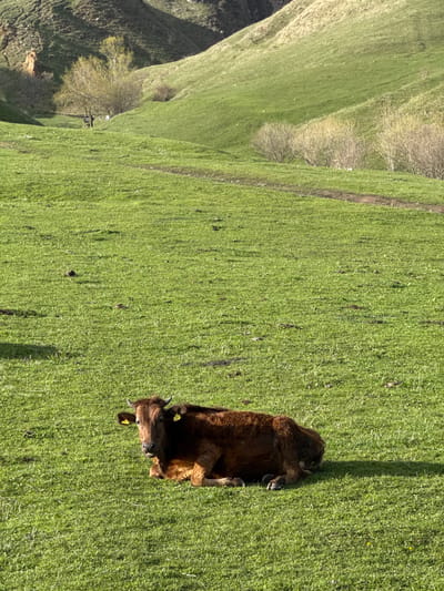 A brown calf lies on its side in a grassy field. The field slopes upward to the left, where the ground is less grassy and more rocky. The calf has yellow tags on its ears. A long, dark shadow stretches across the grass to the upper right of the calf. The location is Margahovit, Armenia.