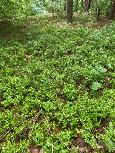 The image depicts a dense forest floor in Mettlach, Germany, covered predominantly by low-lying green vegetation, likely a ground cover plant species. The vegetation appears healthy and vibrant. Scattered throughout the ground cover are fallen brown leaves and twigs. At the left of the image, there are tree trunks, and the edge of the forest path. The scene suggests a natural, undisturbed woodland environment. No people or animals are visible.